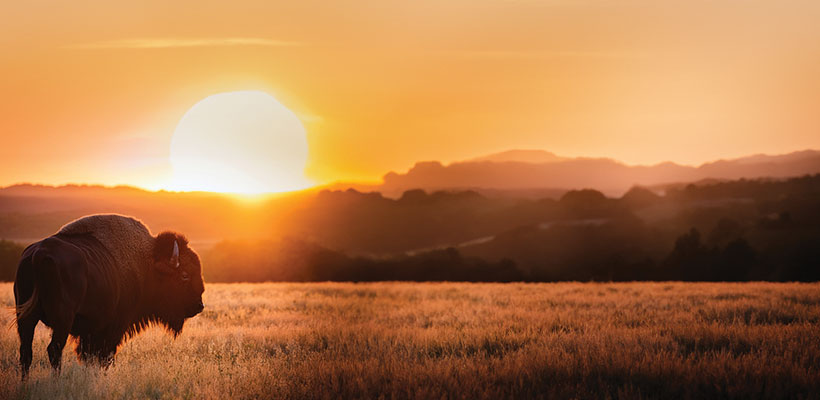 Bison standing in a field with the sun setting in the background.